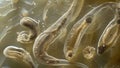 An image of a soil nematodes including its ovaries and pouch providing a glimpse into the life cycle of these