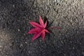 Red maple fallen on the ground Royalty Free Stock Photo