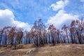 Burnt eucalyptus trees australia Royalty Free Stock Photo