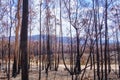 Burnt eucalyptus trees australia Royalty Free Stock Photo