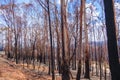 Burnt eucalyptus trees australia Royalty Free Stock Photo