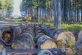 Image of some wooden logs of felled trees stacked next to a path