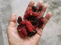 Holding a handful of ripe fresh mulberries fruit. Royalty Free Stock Photo