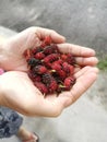 Holding a handful of ripe fresh mulberries fruit. Royalty Free Stock Photo