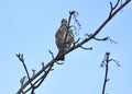 Song thrush on top of a tree