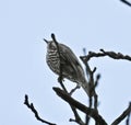 Song thrush perched in a tree