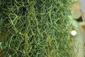 Image of spanich moss