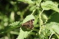 Butterfly on a nettle plant Royalty Free Stock Photo