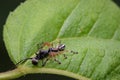 Image of spider and ant on green leaves. Insect Royalty Free Stock Photo