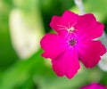 Spider on a Rose Campion Flower