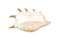 Image of spider conch seashell Lambis truncata on a white background. Sea shells. Undersea Animals