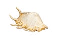 Image of spider conch seashell Lambis truncata on a white background. Sea shells. Undersea Animals