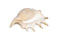 Image of spider conch seashell  on a white background. Sea shells. Undersea Animals Royalty Free Stock Photo