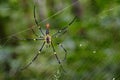 Image of Spider Nephila Maculata, Gaint Long-jawed Orb-weaver Royalty Free Stock Photo