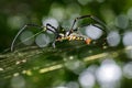 Image of Spider Nephila Maculata, Gaint Long-jawed Orb-weaver Royalty Free Stock Photo