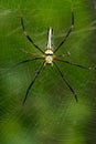 Image of Spider Nephila Maculata, Gaint Long-jawed Orb-weaver. Royalty Free Stock Photo