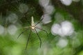 Image of Spider Nephila Maculata, Gaint Long-jawed Orb-weaver. Royalty Free Stock Photo