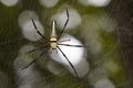 Image of Spider Nephila Maculata, Gaint Long-jawed Orb-weaver. Royalty Free Stock Photo