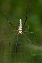 Image of Spider Nephila Maculata, Gaint Long-jawed Orb-weaver. Royalty Free Stock Photo