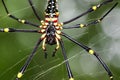 Image of Spider Nephila Maculata, Gaint Long-jawed Orb-weaver. Royalty Free Stock Photo