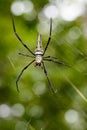 Image of Spider Nephila Maculata, Gaint Long-jawed Orb-weaver. Royalty Free Stock Photo