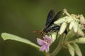 Image of spider wasps eating nectar of flowers on nature background. Insect. Animal