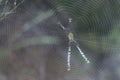 Spidery cobweb scenery at the meadow