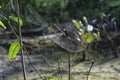 spidery cobweb scenery at the meadow