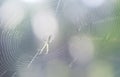 Spidery cobweb scenery at the meadow