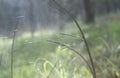 Spidery cobweb scenery at the meadow