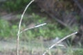 Spidery cobweb scenery at the meadow