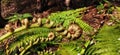 An image of spiral shape koru at the new unfurling of New Zealand silver fern Royalty Free Stock Photo