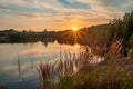 Rustic Sundown: Wild Grasses Against the Lake at Dusk Royalty Free Stock Photo