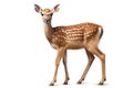 Image of a spotted deer on white background. Mammals. Wildlife Animals. Ai