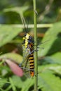 Image of Spotted grasshopper Aularches miliaris