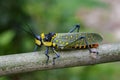 Image of Spotted grasshopper & x28;Aularches miliaris& x29;