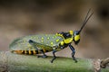 Image of Spotted grasshopper & x28;Aularches miliaris& x29; on branch.