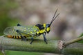 Image of Spotted grasshopper & x28;Aularches miliaris& x29;
