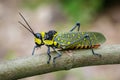 Image of Spotted grasshopper & x28;Aularches miliaris& x29;