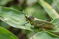 Image of spotted grasshopper & x28;Aularches miliaris& x29;