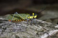 Image of spotted grasshopper & x28;Aularches miliaris& x29;