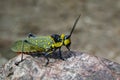 Image of spotted grasshopper & x28;Aularches miliaris& x29; on the rocks.