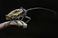 Image of Spotted Mango BorerBatocera numitor on a tree branch.