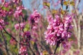 Image of Spring Cherry blossoms tree. abstract background. dreamy concept Royalty Free Stock Photo