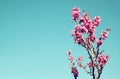 Image of Spring Cherry blossoms tree. abstract background. dreamy concept Royalty Free Stock Photo