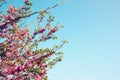 Image of Spring Cherry blossoms tree. abstract background. dreamy concept Royalty Free Stock Photo