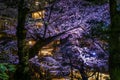 Image of Spring Japanese garden