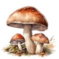 Spring mushrooms watercolor illustration, spring clipart