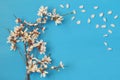 image of spring white cherry blossoms tree