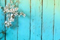 Image of spring white cherry blossoms tree on blue wooden table. vintage filtered image Royalty Free Stock Photo